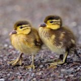 duckling greeting card with two brown and yellow ducklings with big yellow feet standing together wet from having a recent swim