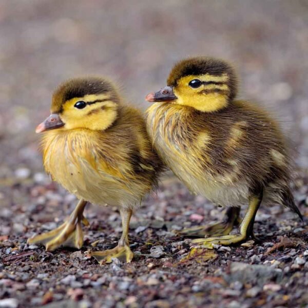 duckling greeting card with two brown and yellow ducklings with big yellow feet standing together wet from having a recent swim