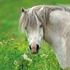 Grey Welsh Mountain Section A pony eating flowers in a field front of pony greeting card