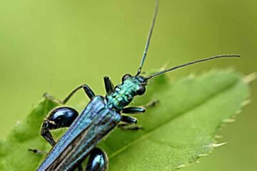Irridescent green Swollen Thigh Beetle which feeds on flower species included in the beetle mix seedball tin