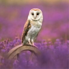 Barn Owl greeting card with a barn owl perched on a wheel among purple flowers
