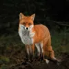 red fox greeting card with a fox at dusk in woodland standing and staring at you