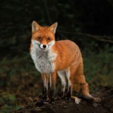 red fox greeting card with a fox at dusk in woodland standing and staring at you