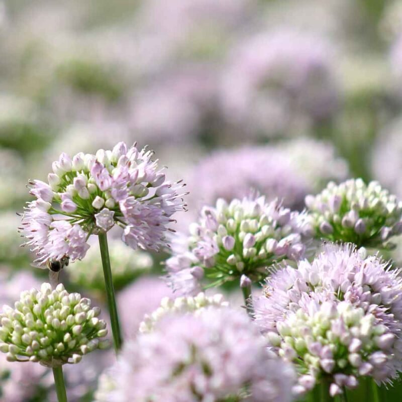 allium senescens flower heads in pale lilac