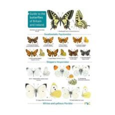 Guide to butterflies of Britain and Ireland front page of the FSC guide