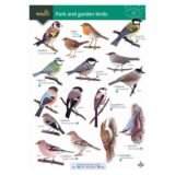 FSC Wild ID Park and garden birds Guide front page of the FSC guide