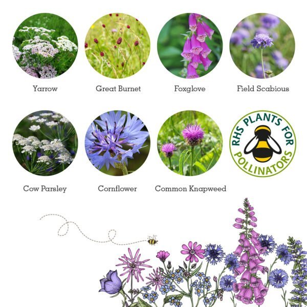 A floral card showing the flower species included in the beetle mix seedball tin