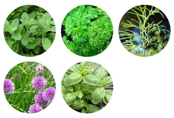 Images of plants in the Herb Mix Seedball Tin