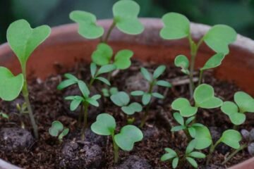 Terracotta pot full of wildflower seedlings