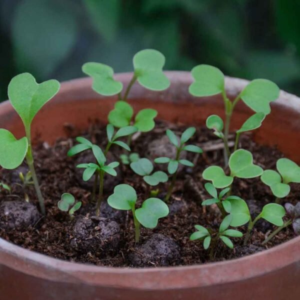 Terracotta pot full of wildflower seedlings