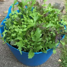 Wildlife Kitchen Garden