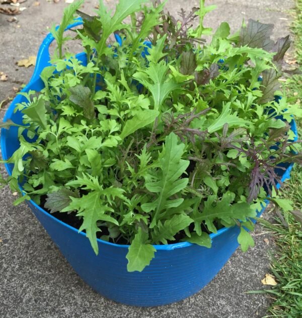 Wildlife Kitchen Garden