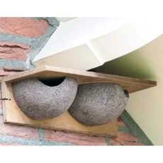 Double House Martin nest bowls fitted tight agains a brick wall under the eaves