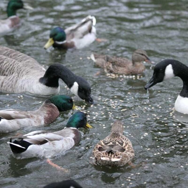 Wild ducks and geese eating swan and duck floating food on the water