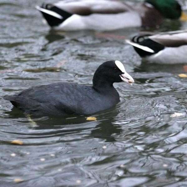 A Coot swimming near male mallerd ducks eating a pellet of the Swan and Duck floating food