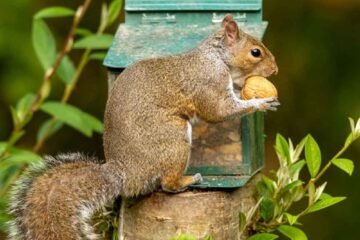 Grey Squirrel sitting by a feedereating a walnut in its shell