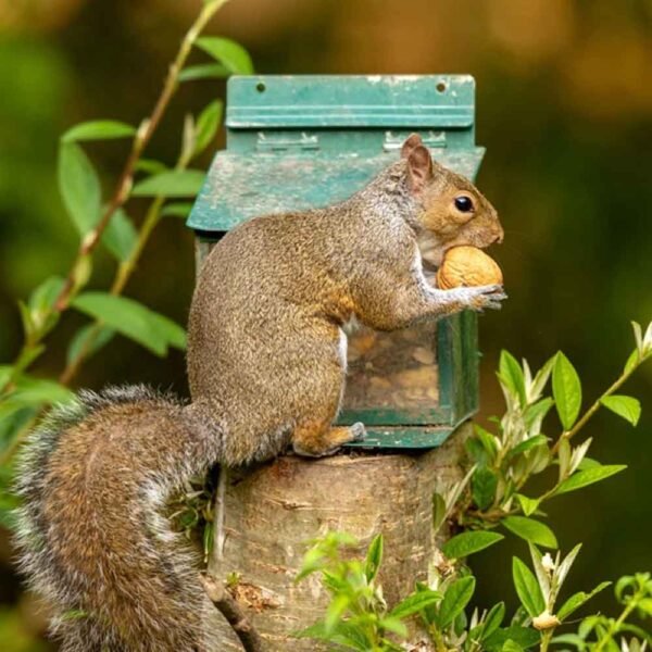 Grey Squirrel sitting by a feedereating a walnut in its shell