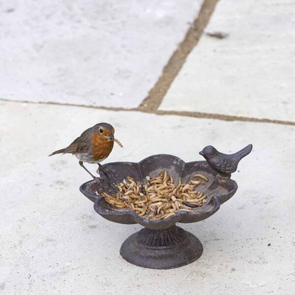 Old Iron Buttercup Water Dish Bird Dish by Jacobi Jayne filled with mealworms, a Robin sits on the side with a mealworm in its beak