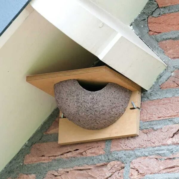 Single House Martin Nest Box Bowl Right side hole fixed under the eaves of a house