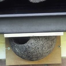 Single House Martin Nest Box Bowl Left side hole fixed under the eaves of a house