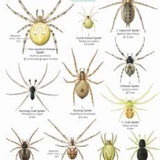 FSC Wild ID Guide for House and Garden Spiders front page with illustrations of spiders