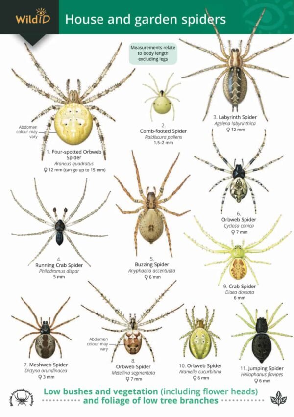 FSC Wild ID Guide for House and Garden Spiders front page with illustrations of spiders
