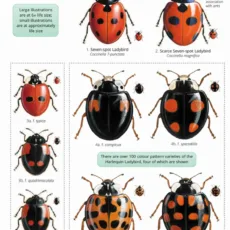 Front of FSC Wild Id Ladybirds of the British Isles Guide