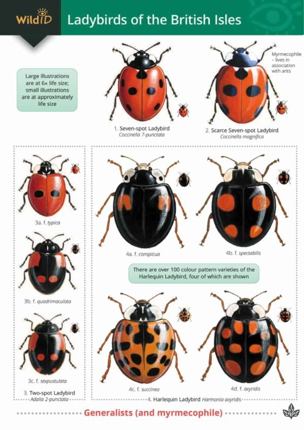 Front of FSC Wild Id Ladybirds of the British Isles Guide