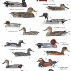 FSC Wild ID Ducks Geese and Swans Guide