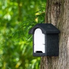 Harlech WoodStone Bat Box in black with a white front mounted on a tree trunk