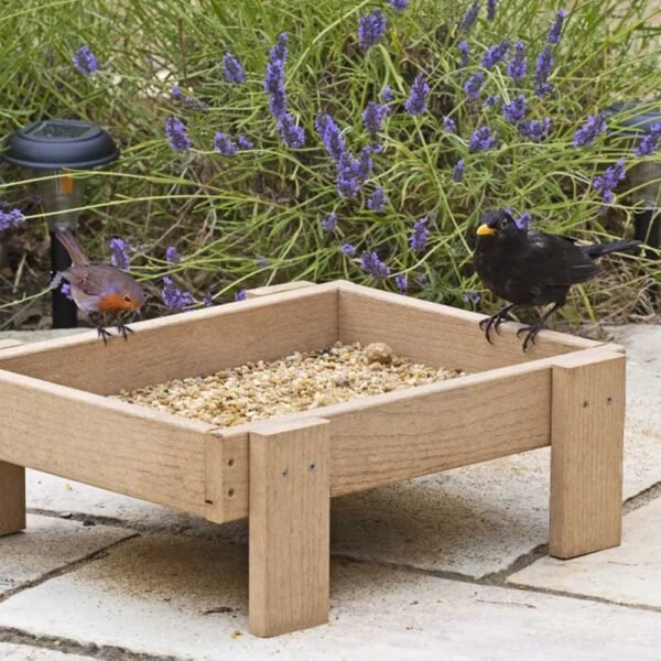 Robin and a male Blackbird are sitting on the edge of the Woodlook ground feeder tray on a patio with lavender in the background