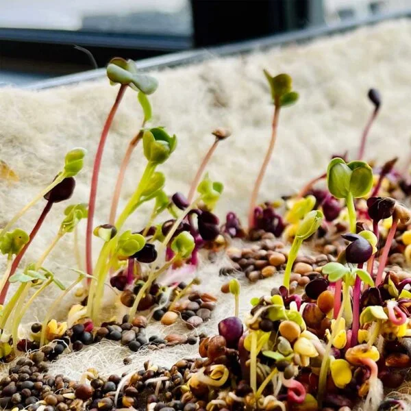 Hortiwool pads being used to grow seedlings