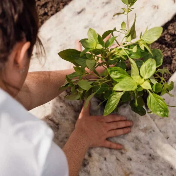 Hortiwool pads being used as mulch