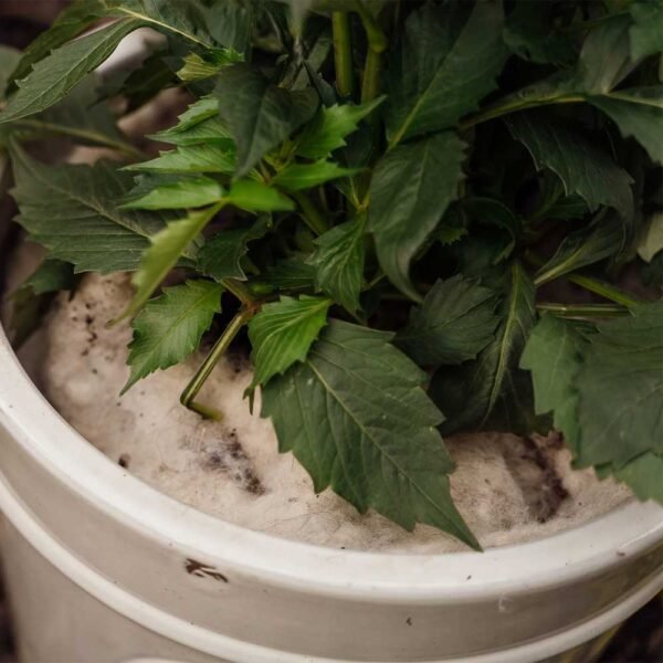 Hortiwool pad in a pot under a leafy plant