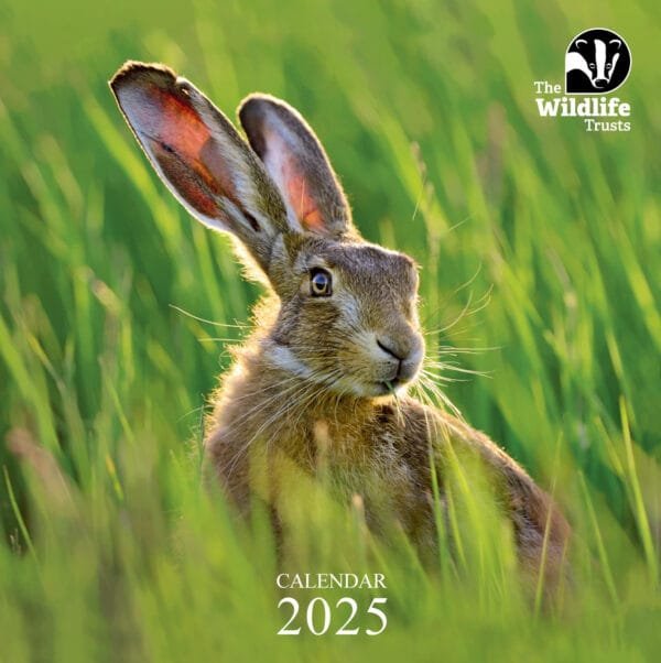 Front of The Wildlife Trusts Calendar depicting a brown hare in grass with the Trusts logo on the top right hand corner