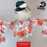 Coal Tit on red berries front of The Wildlife Trusts British Wildlife Mixed Christmas cards