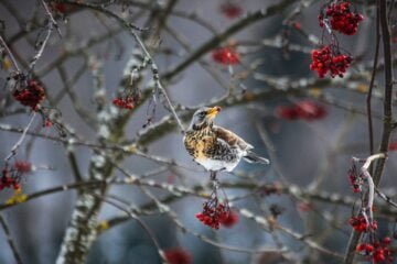 field fare in tree with berries