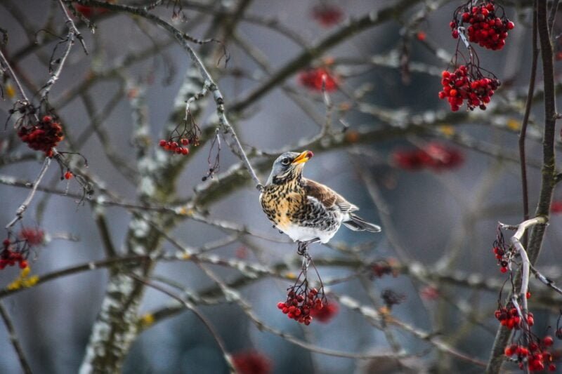 field fare in tree with berries