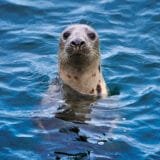 Grey seal bobbing in a blue sea looking directly at the camera