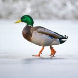 eco friendly greeting card with a mallard drake walking on a grey background