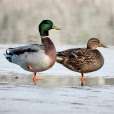 A pair of Mallards one duck one drake standing on one leg each on an icy pond Christmas card pack