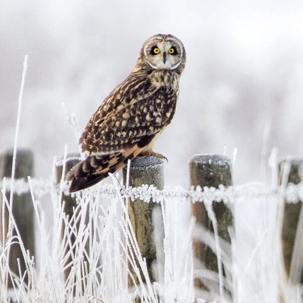 Short-eared Owl sitting on a fence in the snow eco friendly greeting card in aid of the Wildlife Trusts