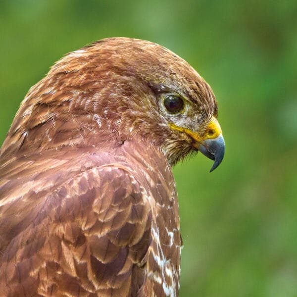 Close up side view of a Buzzard lookiing to the right on a green background eco friendly card