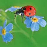 7 spot ladybird on blue forget me not flowers over a green background eco friendly greenting card