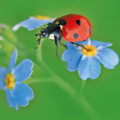 7 spot ladybird on blue forget me not flowers over a green background eco friendly greenting card