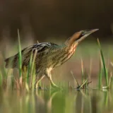 Eco friendly greeting card with a Bittern wading through water and grasses
