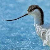 eco friendly greeting card with a grey and white headed avocet wading bird against a blue sea background