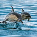 eco friendly greeting card with 2 common dolphins leaping out of the water