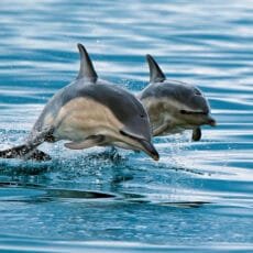 eco friendly greeting card with 2 common dolphins leaping out of the water