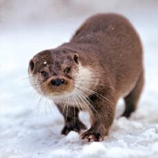 Otter walking in snow Christmas Cards in aid of The Wildlife Trusts